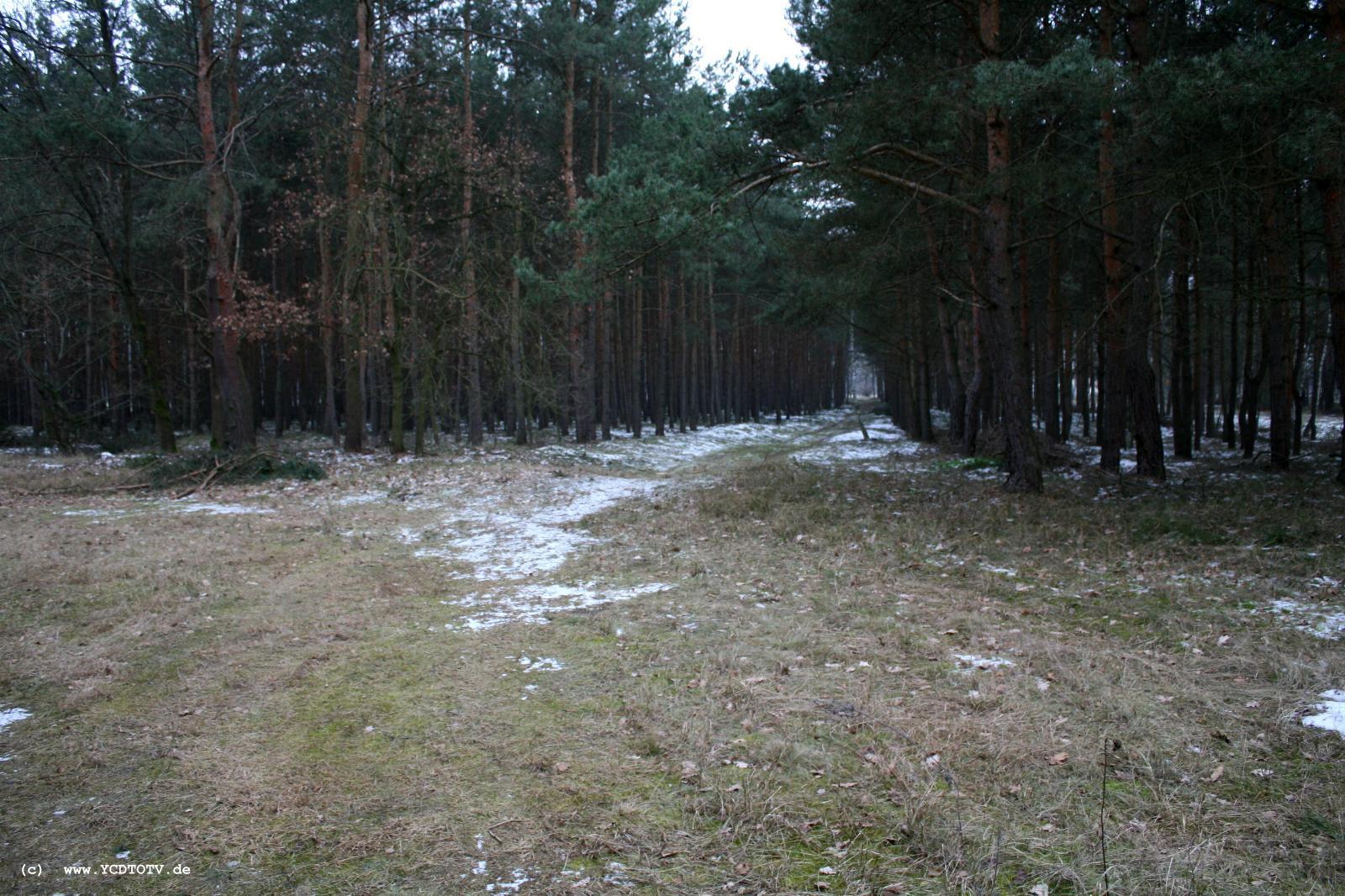 Strecke Stendal-Arneburg, 2011, Nhe alte Trasse, Blick Richtung Stendal, Waldweg oder Trasse? 